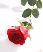 111朵玫瑰花的特殊含义是什么？