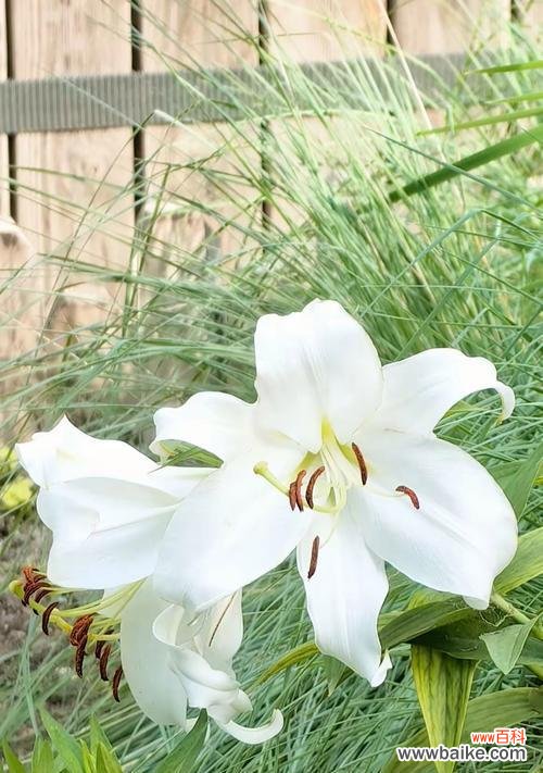 房间里放置百合花有何含义？百合花在室内摆放的寓意是什么？