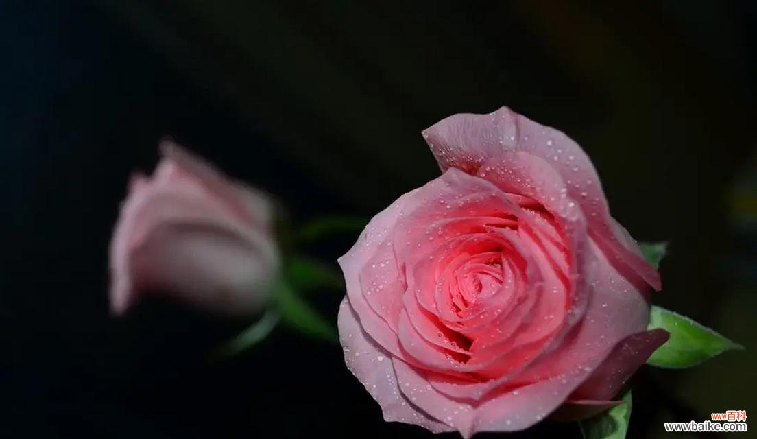 粉色玫瑰花语代表什么？送给妈妈的粉色玫瑰有何含义？