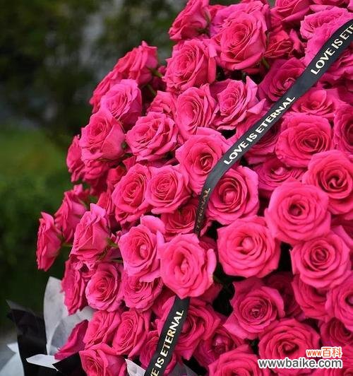 拾朵玫瑰花代表什么含义？在送花时拾朵玫瑰有何特别意义？