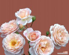 暧昧期间送玫瑰花如何表达心意？哪种颜色最合适？