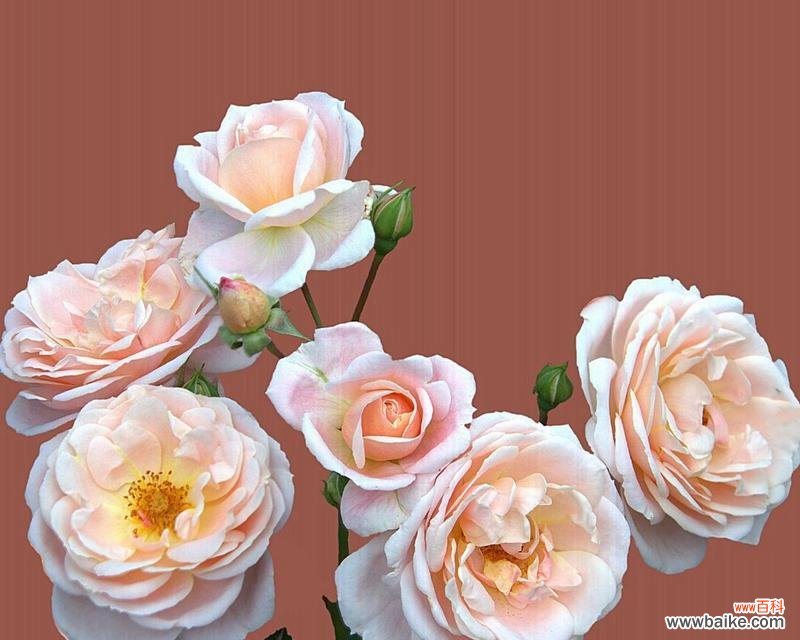 暧昧期间送玫瑰花如何表达心意?哪种颜色最合适?