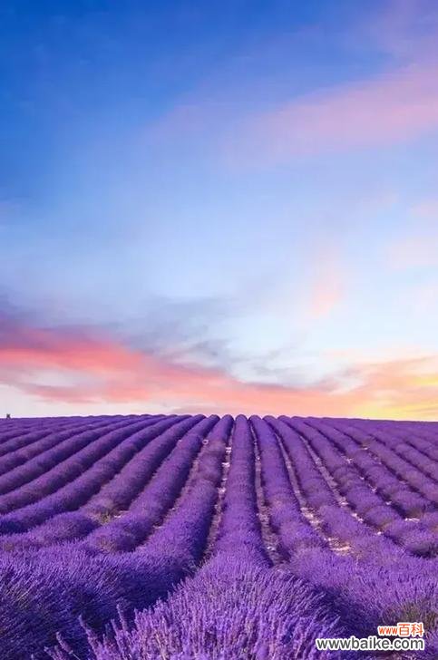 薰衣草的花语有何特别之处？它象征着什么？