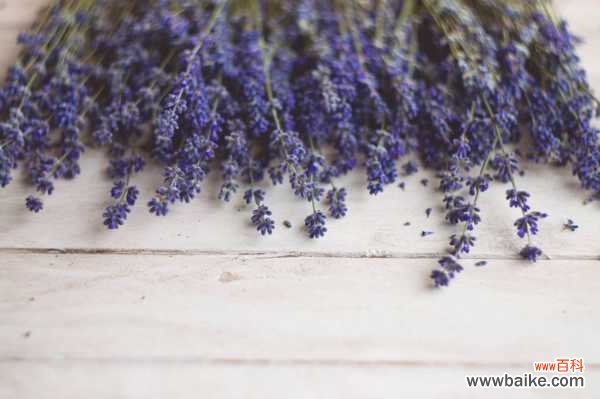 薰衣草和勿忘我是一种花吗，薰衣草和勿忘我的区别