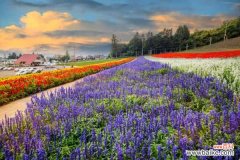 薰衣草是鼠尾草吗，薰衣草和鼠尾草的区别