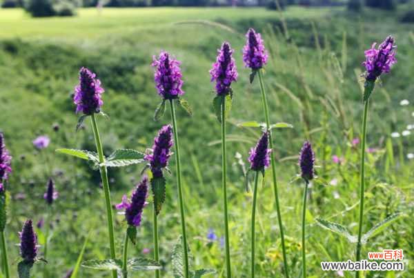 如何把薰衣草做成干花，薰衣草干花怎么保存