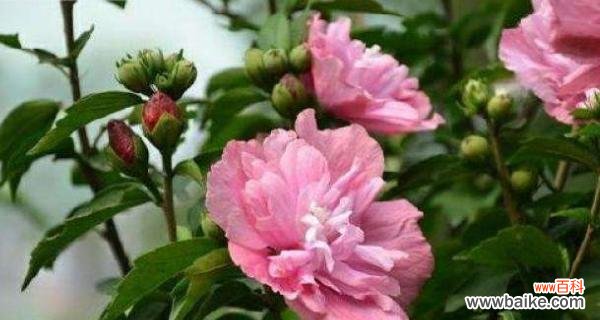 探寻木槿花的情感寓意 木槿花语传递的深刻含义