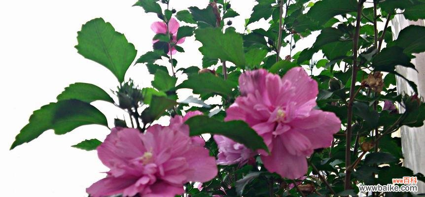 探寻木槿花的情感寓意 木槿花语传递的深刻含义