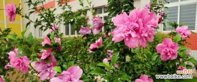 探寻木槿花的情感寓意 木槿花语传递的深刻含义