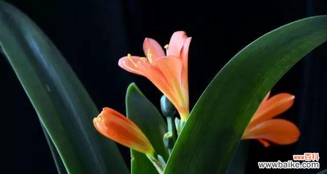 揭秘君子兰背后的故事与象征 解读君子兰的花语与寓意