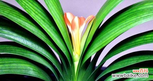 揭秘君子兰背后的故事与象征 解读君子兰的花语与寓意