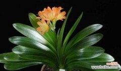 揭秘君子兰背后的故事与象征 解读君子兰的花语与寓意