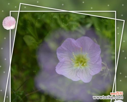 探寻月见草的文化价值 月见草的花语与传说