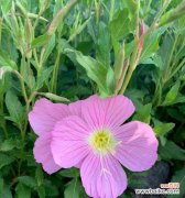 探寻月见草的文化价值 月见草的花语与传说