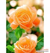 探究黄玫瑰花的花语及其传递的情感意义 黄玫瑰花语的深刻意义