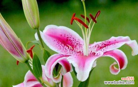 知己知彼百合花语 解读白百合的花语