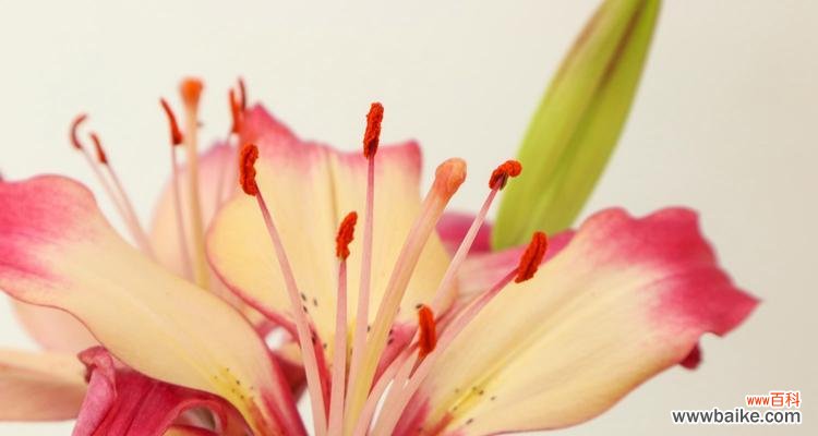 花开花落，百合花的不同象征 解读百合花的寓意