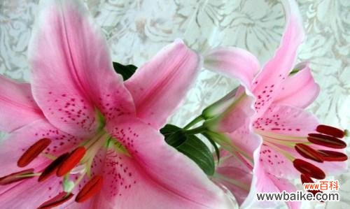 花开花落，百合花的不同象征 解读百合花的寓意