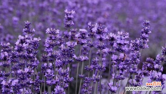 探寻薰衣草的八种花语 薰衣草花语的深刻含义