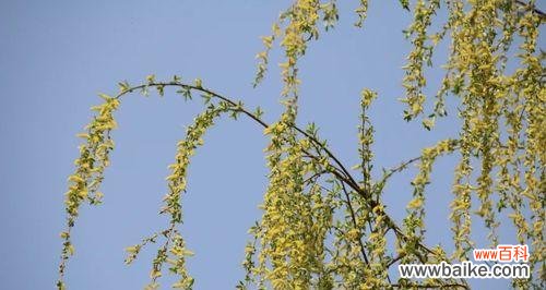 探寻金丝桃的寓意与象征 金丝桃花语剖析