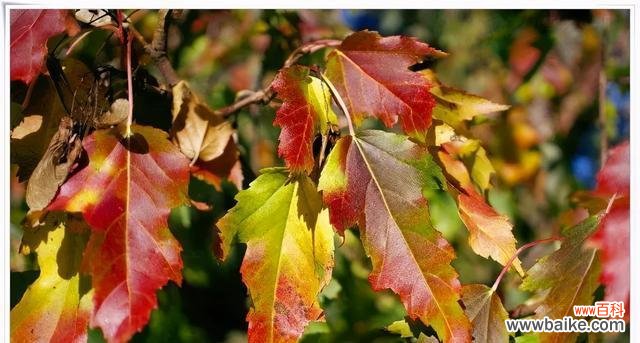 探寻金丝桃的寓意与象征 金丝桃花语剖析