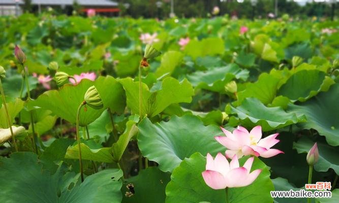 美丽的荷花背后的文化内涵和象征意义 荷花的含义与象征——赏花之外的精神体验