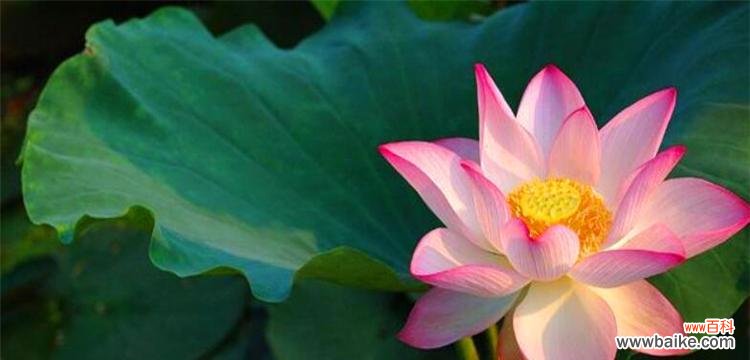 美丽的荷花背后的文化内涵和象征意义 荷花的含义与象征——赏花之外的精神体验