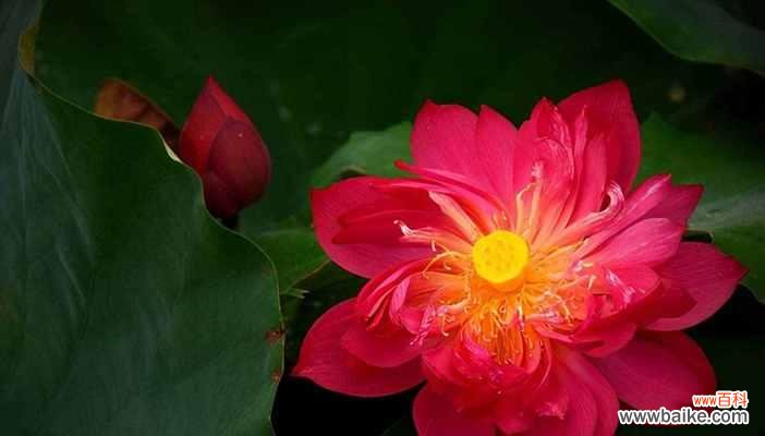 美丽的荷花背后的文化内涵和象征意义 荷花的含义与象征——赏花之外的精神体验