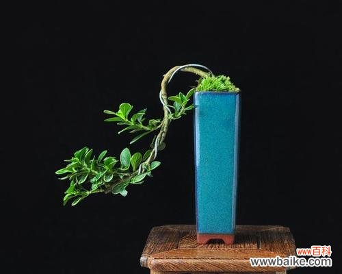 探究六月雪盆景的意义与象征 以六月雪盆景寓意是什么