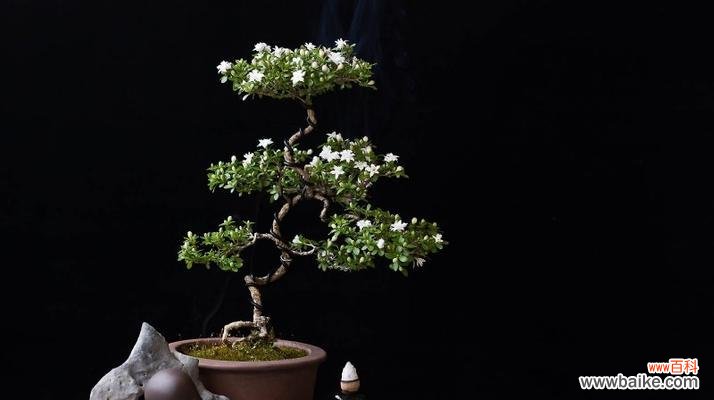 春夏交替 六月雪盆栽的生命之美