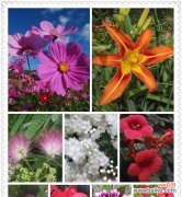 探寻六月最美花朵的盛开之美 六月的花海盛宴