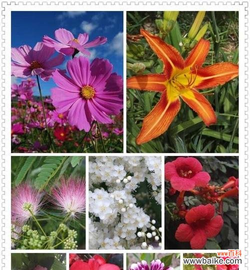 探寻六月最美花朵的盛开之美 六月的花海盛宴