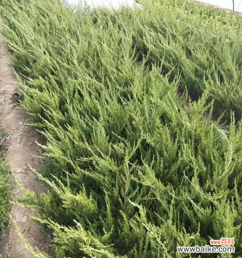 探索龙柏的生命力与勇气 以龙柏为寓意的象征意义