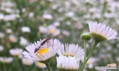 探索六月菊的花语及其象征意义 六月菊之花语