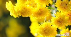 探寻六月菊的深情告别之意 六月菊花语