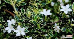 探寻六月雪的含义及象征意义 以六月雪的花语为主题的文章