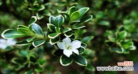 探寻六月雪的美丽与意义 六月雪的花语和寓意