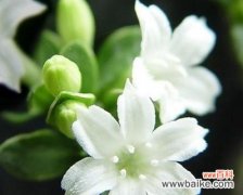 宁静如雪 六月雪