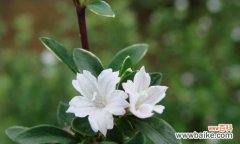 探索六月中的神秘雪花 六月雪花语