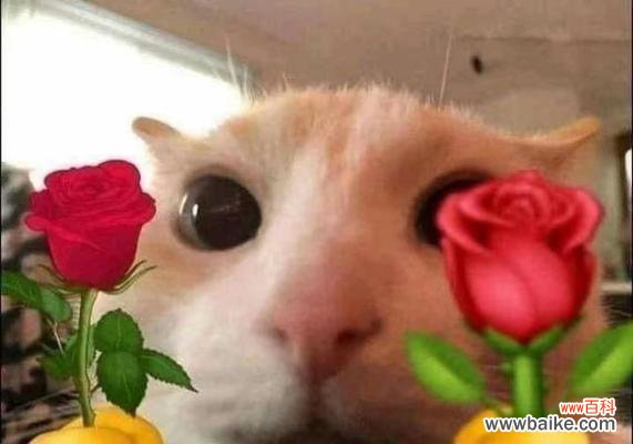 图解玫瑰花表情是什么意思？玫瑰花表情的含义是什么？