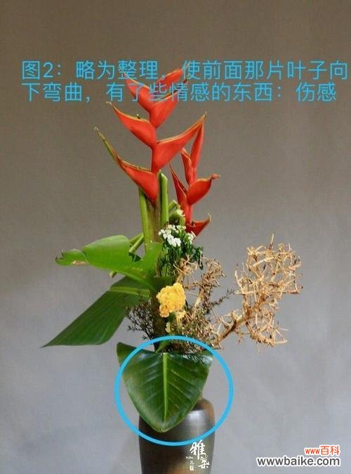 男朋友送盆栽意味着什么?它代表了怎样的情感表达?