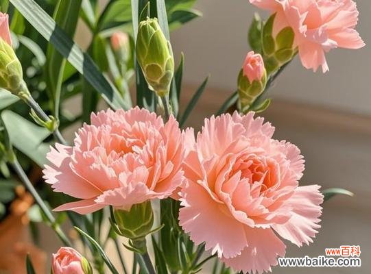 康乃馨如何表达快乐的情感？