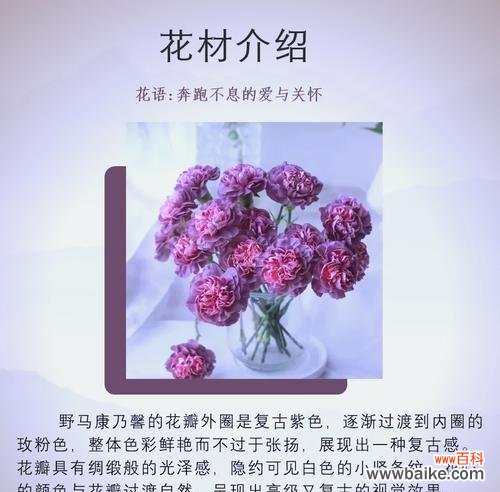 康乃馨如何表达快乐的情感？