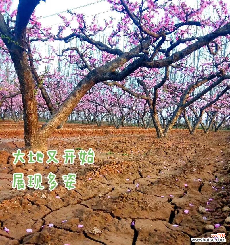 桃树花未开是什么原因？这是否预示着某种问题？