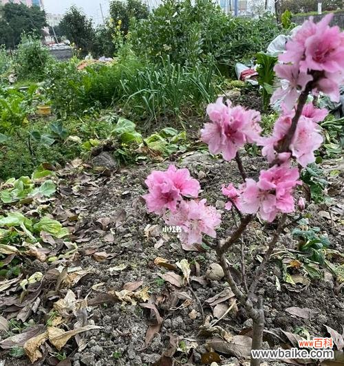 桃树花未开是什么原因？这是否预示着某种问题？