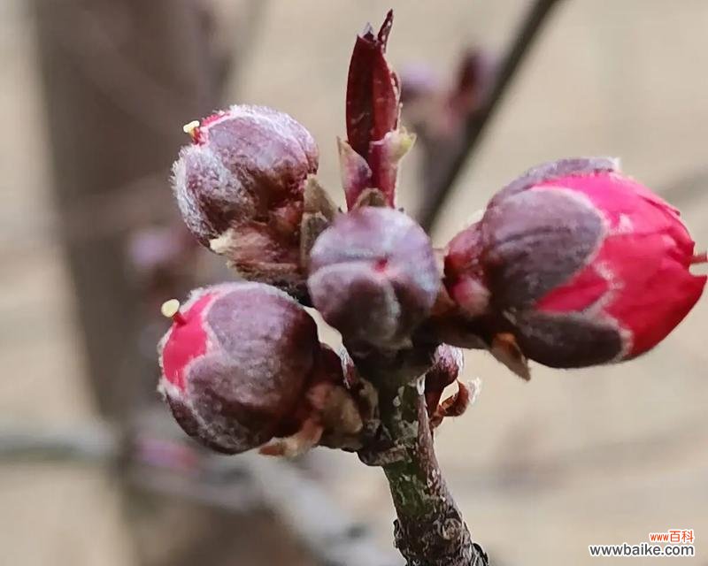 桃树花未开是什么原因？这是否预示着某种问题？