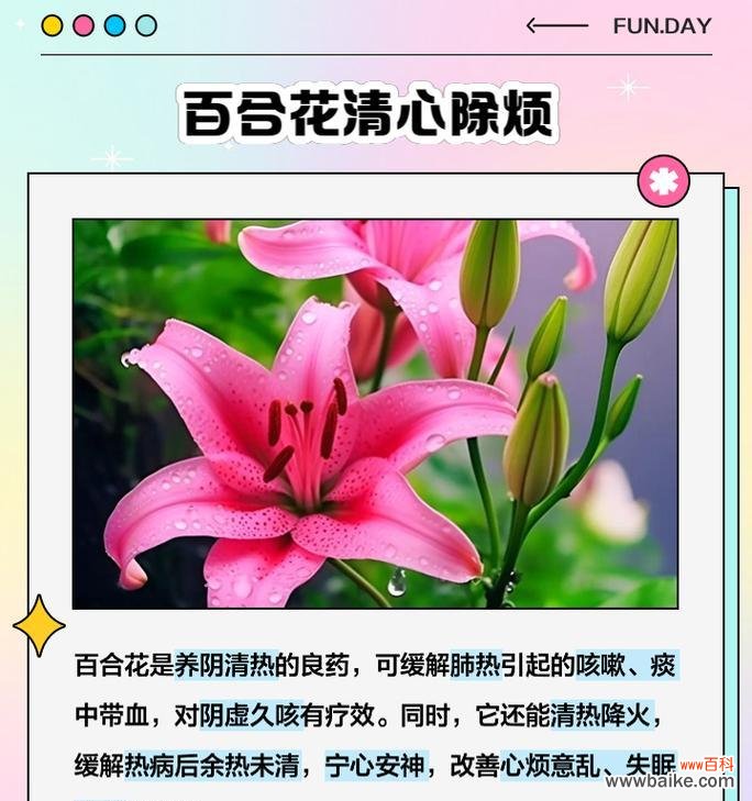 沁水百合的含义是什么？