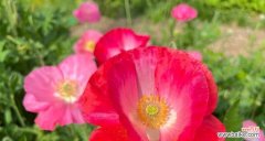 虞美人花语是什么？它象征着什么？