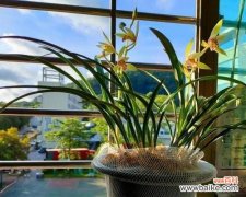 养花行为通常象征着什么？