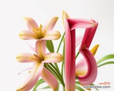 百合代表什么发色？百合花的象征意义是什么？